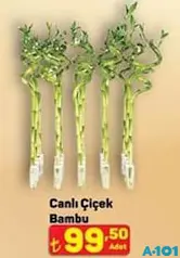 CANLI ÇİÇEK BAMBU fiyat ve kampanya bilgisi